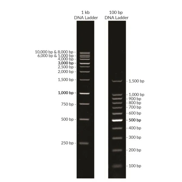 100 bp DNA Ladder, Ready-to-Load