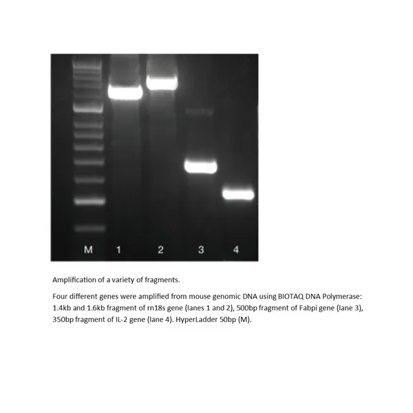 BIOTAQ DNA Polymerase