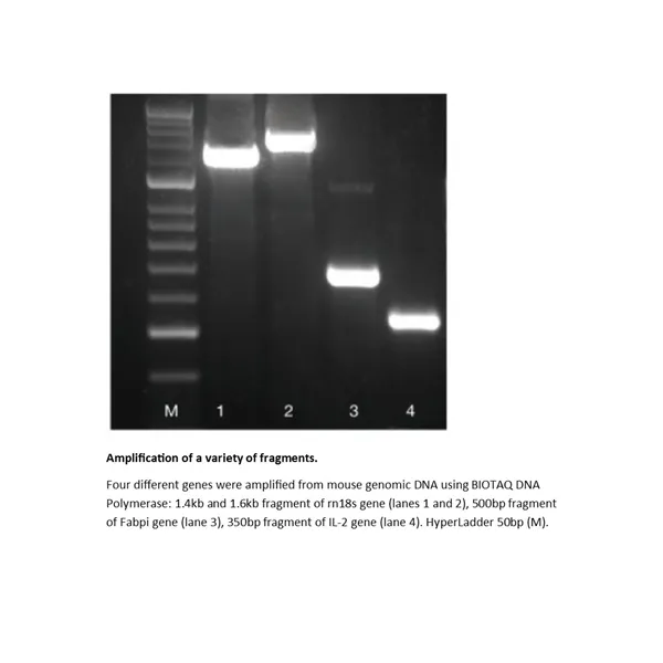BIOTAQ DNA Polymerase