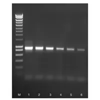 ACCUZYME DNA Polymerase