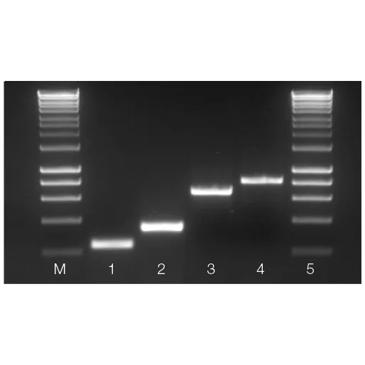 MyTaq Blood PCR Mix, 2x