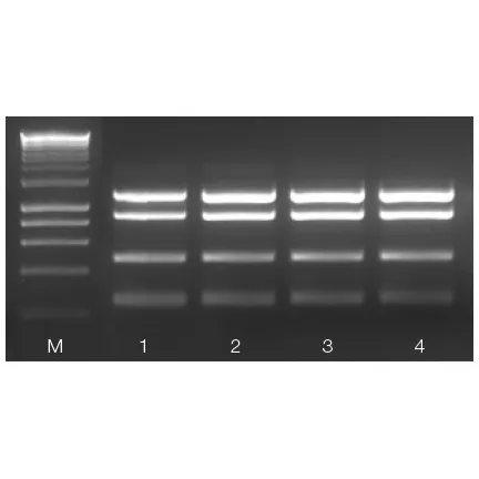 MyTaq Blood PCR Mix, 2x
