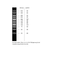 HyperLadder 25bp, formally HyperLadder V