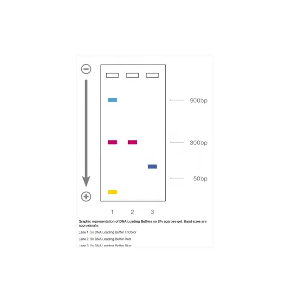 DNA Loading Buffer