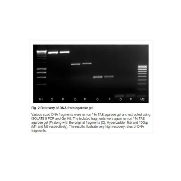 ISOLATE II PCR and Gel Kit 