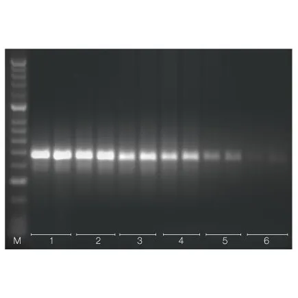 Tetro cDNA Synthesis Kit