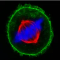 TrueBlack Lipofuscin Autofluorescence Quencher, 20X in DMF