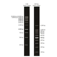 100 bp DNA Ladder, Ready-to-Load