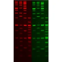 GelRed Nucleic Acid Stain, 10,000X in water, bulk pack