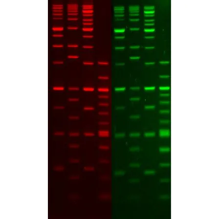 GelRed Nucleic Acid Stain, 10,000X in water, bulk pack