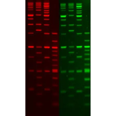 GelGreen Nucleic Acid Stain, 10,000X in water