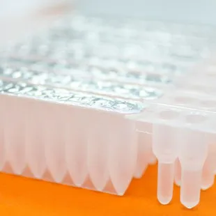 Bacterial DNA Kit (Gram+/-) 