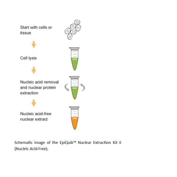 EpiQuik Nuclear Extraction Kit II (Nucleic Acid-Free)