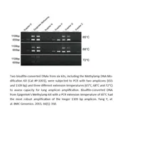 MethylampTM DNA Modification Kit