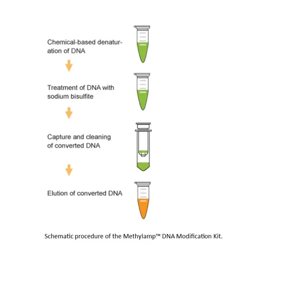 MethylampTM DNA Modification Kit
