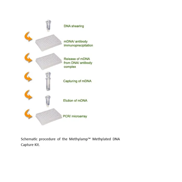 Methylamp Methylated DNA Capture (MeDIP) Kit