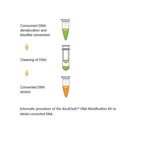 BisulFlash DNA Modification Kit