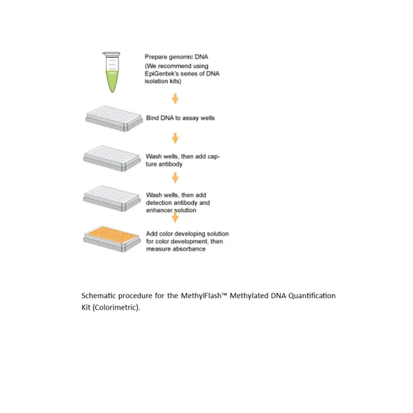 MethylFlash Methylated DNA Quantification Kit (Colorimetric)