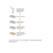 MethylFlash Hydroxymethylated DNA Quantification Kit (Colorimetric)