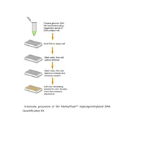 MethylFlash Hydroxymethylated DNA Quantification Kit (48 assays)