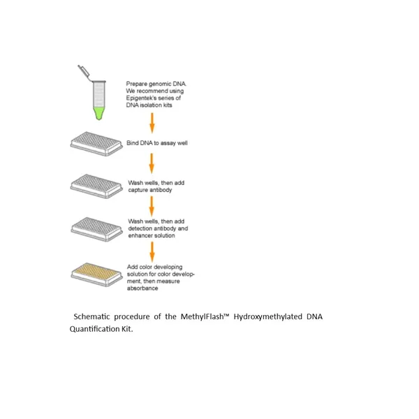 MethylFlash Hydroxymethylated DNA Quantification Kit (Fluorometric)