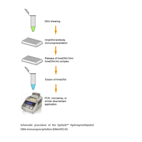 EpiQuik Hydroxymethylated DNA Immunoprecipitation