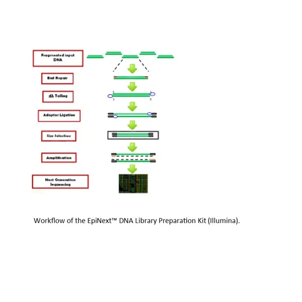 EpiNext DNA Library Preparation Kit (Illumina) (12 reactions) 