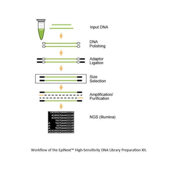 EpiNext High-Sensitivity DNA Library Preparation Kit (Illumina) (12 reactions) 