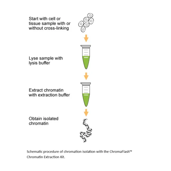 ChromaFlash Chromatin Extraction Kit