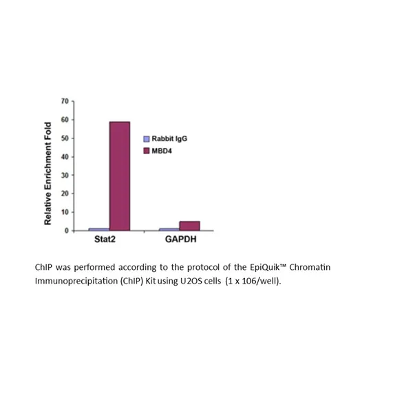 EpiQuikTM Chromatin Immunoprecipitation (ChIP) Kit