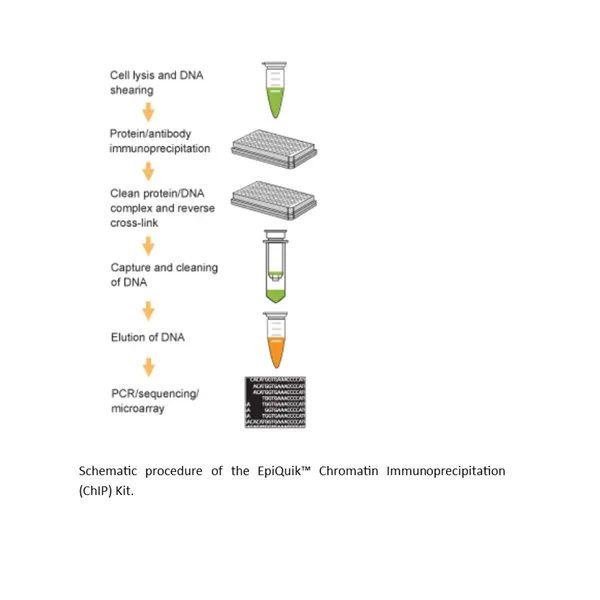 EpiQuik Chromatin Immunoprecipitation (ChIP) Kit 