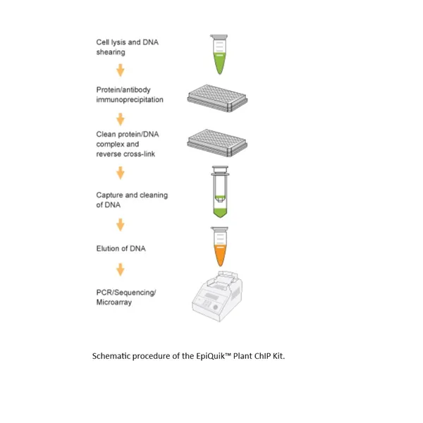 EpiQuik Plant ChIP Kit