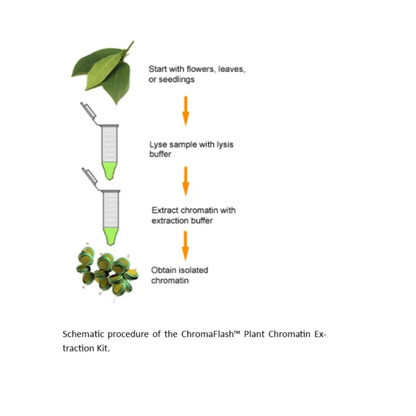 ChromaFlash Plant Chromatin Extraction Kit 
