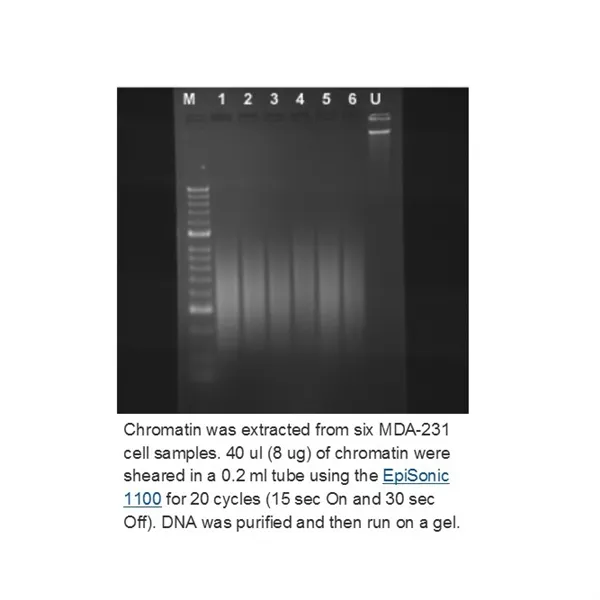 ChromaFlash Chromatin Isolation and Shearing Kit