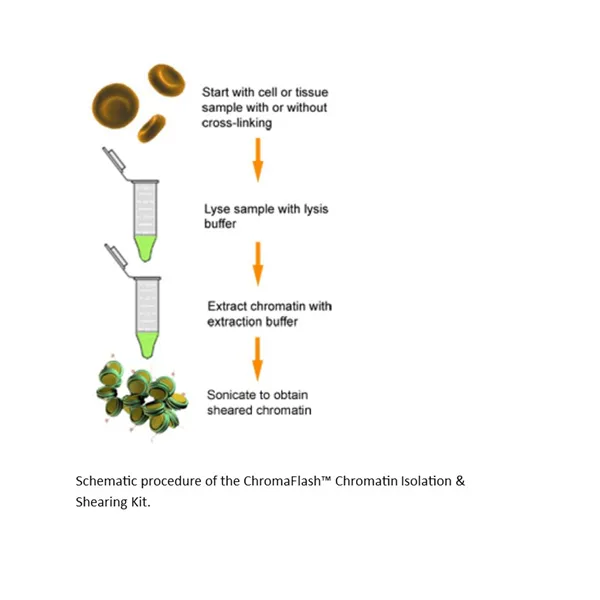 ChromaFlash Chromatin Isolation and Shearing Kit