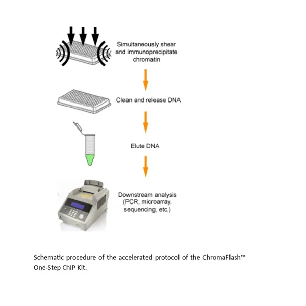 ChromaFlash one-Step ChIP Kit (96 reactions)