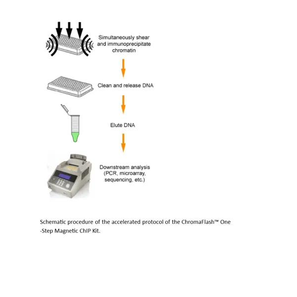 ChromaFlash one-Step Magnetic ChIP Kit