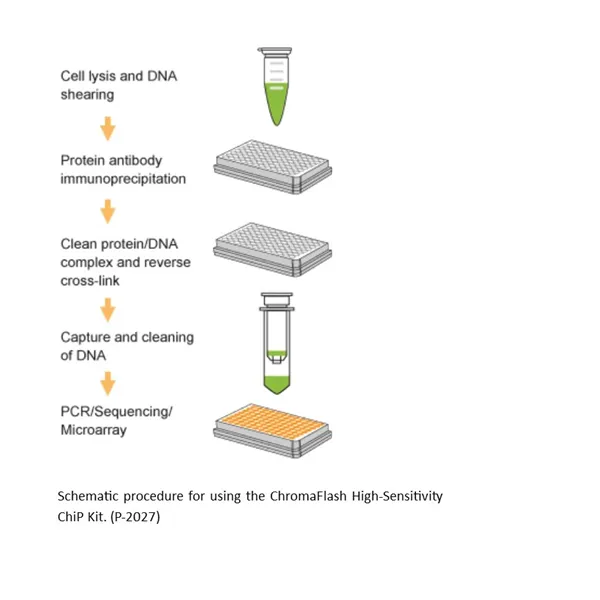  ChromaFlash High Sensitivity ChIP Kit (24 reactions) 