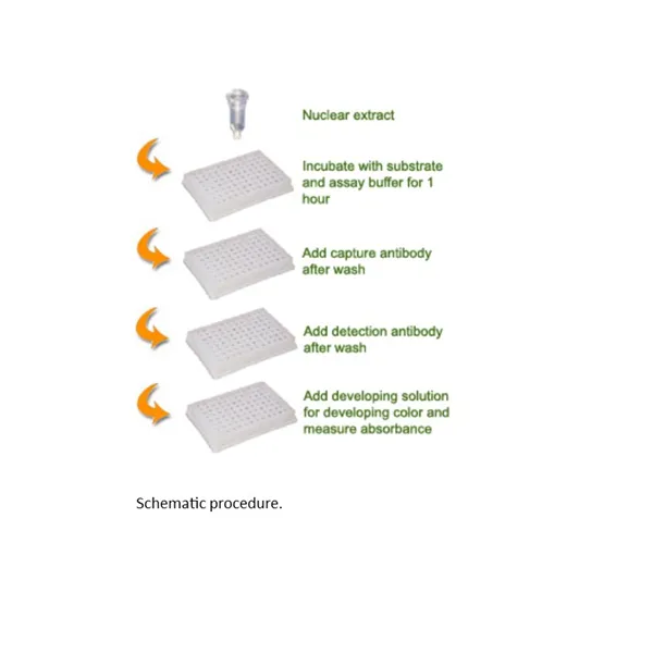 EpiQuikTM Histone Methyltransferase Activity /Inhibition Assay Kit (H3-K4)