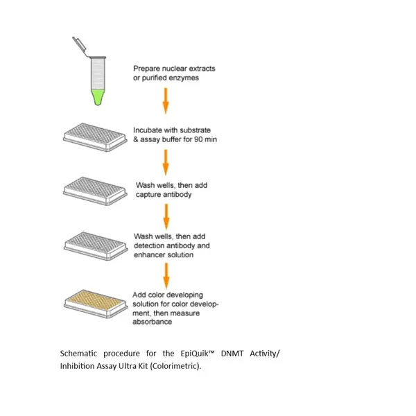 EpiQuik DNMT Activity/Inhibition Assay Ultra Kit