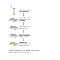 EpiQuik DNMT Activity/Inhibition Assay Ultra Kit