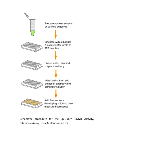 EpiQuik DNMT Activity/Inhibition Assay Ultra Kit (Fluorometric)