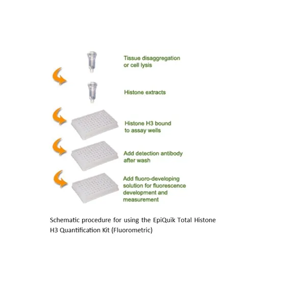 EpiQuik Total Histone H3 Quantification Kit (Fluorometric)