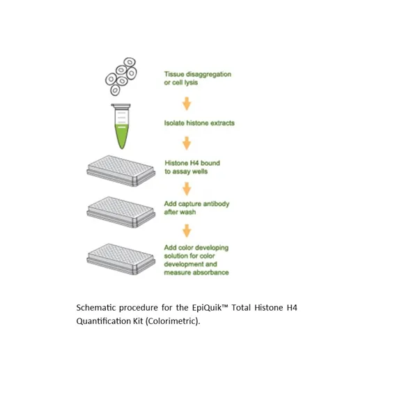 EpiQuik Total Histone H4 Quantification Kit (Colorimetric)