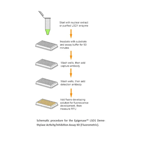 Epigenase LSD1 Demethylase Activity/Inhibition Assay Kit