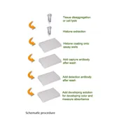 EpiQuik Global Histone H4 Acetylation Assay Kit