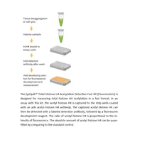 EpiQuik Total Histone H4 Acetylation Detection Fast Kit