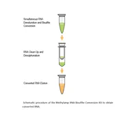 Methylamp RNA Bisulfite Conversion Kit 