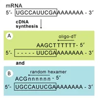 EpiNext Hi-Fi cDNA Synthesis Kit