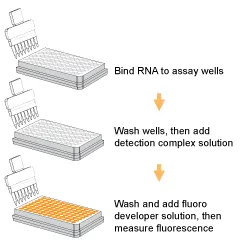 MethylFlash 5-mC RNA Methylation ELISA Easy Kit (Fluorometric)  